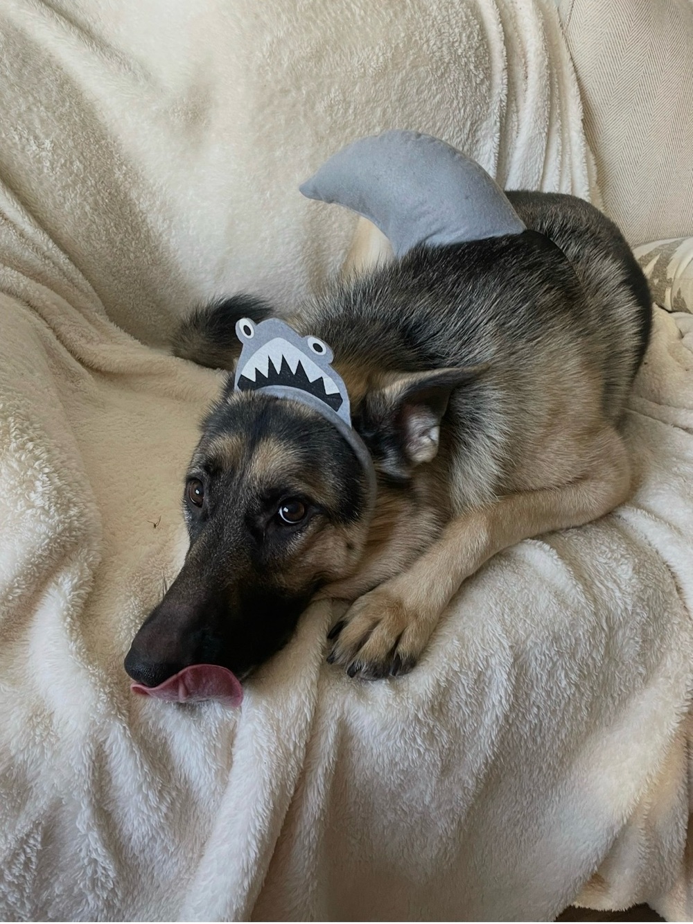 Grey Shark Dog Halloween Costume Headband and Fin